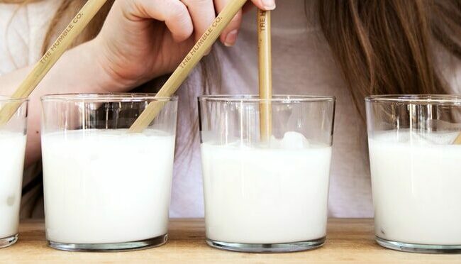 probiotic lactobacilos