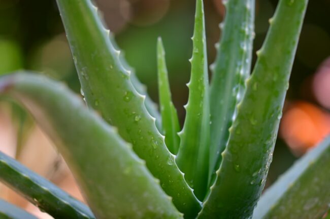 aloe vera green plant